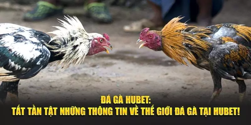 Cá cược đá gà mãn nhãn trên website Hubet